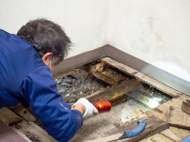 Best Emergency Mold Removal  in Athens, MI