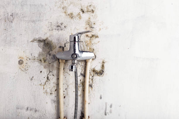 Best Affordable Mold Removal  in Athens, MI