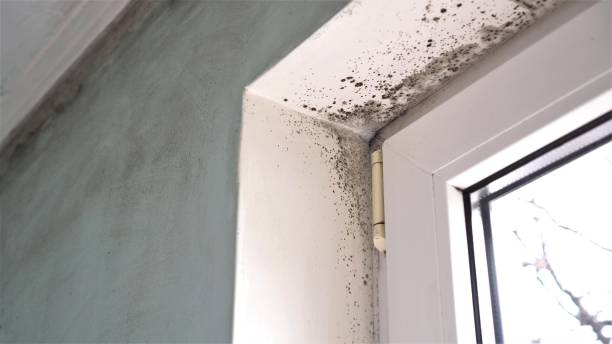 Best Mold Damage Repair  in Athens, MI