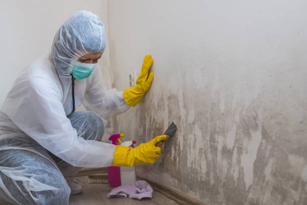 Best Mold Remediation  in Athens, MI