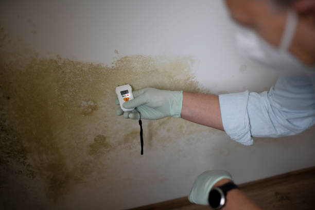 Trusted Athens, MI Mold Removal Experts