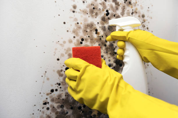 Best Residential Mold Removal  in Athens, MI