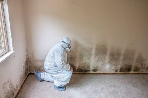 Best Home Mold Removal  in Athens, MI