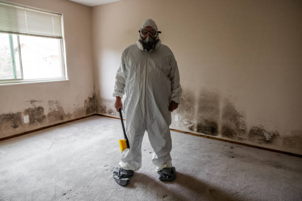 Best Mold Damage Repair  in Athens, MI
