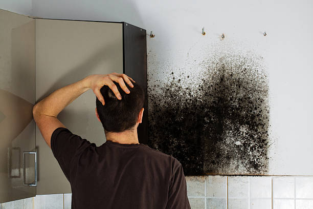 Office Mold Removal Services in Athens, MI
