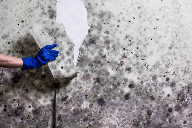 Best Mold Testing  in Athens, MI