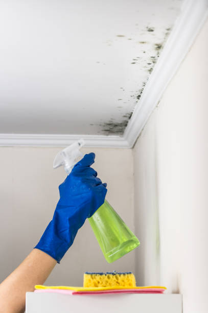 Best Mold Remediation Experts  in Athens, MI